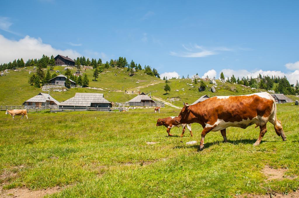 Chalet Tisa Velika Planina Stahovica Camera foto